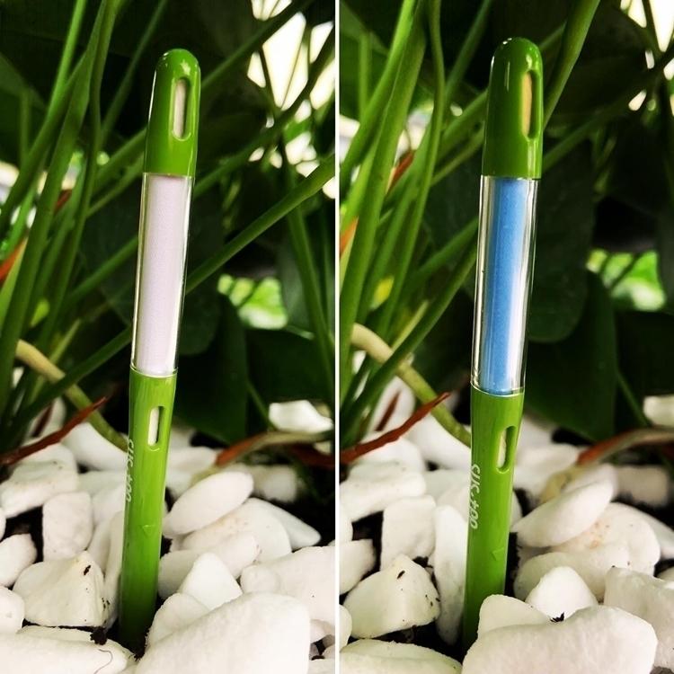 白) 愛んすりうむ6号 高さ60cm アンスリウム アンスリューム