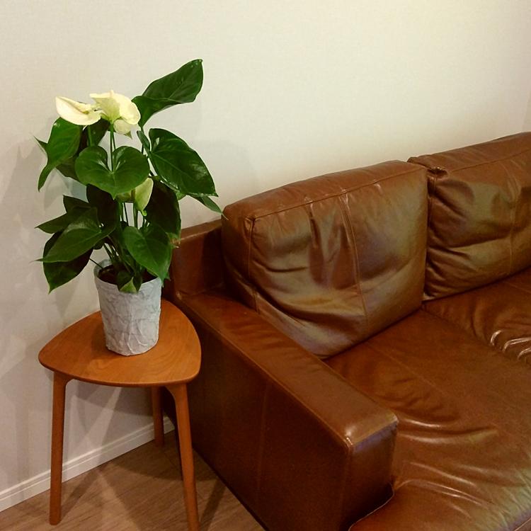 すずりん様 テラヘルツパーム♡握り石No.1603 再入荷 ジェクス SKYN 5個入 ZONE 6個入 サガミオリジナル001