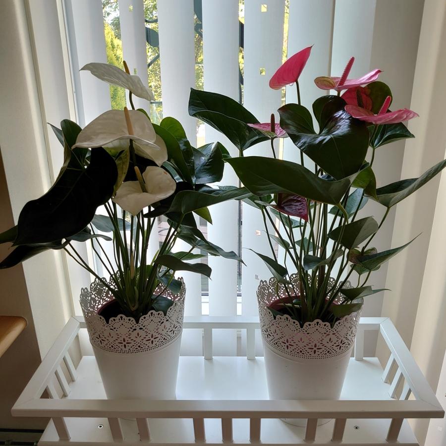 (白) 愛んすりうむ6号 高さ60cm アンスリウム アンスリューム 【異色含め同サイズ4鉢以上で送料無料】 |  | 03