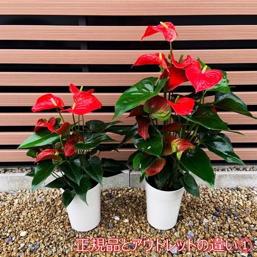 すずりん様 テラヘルツパーム♡握り石No.1603 再入荷 白) 愛んすりうむ6号 高さ60cm アンスリウム アンスリューム