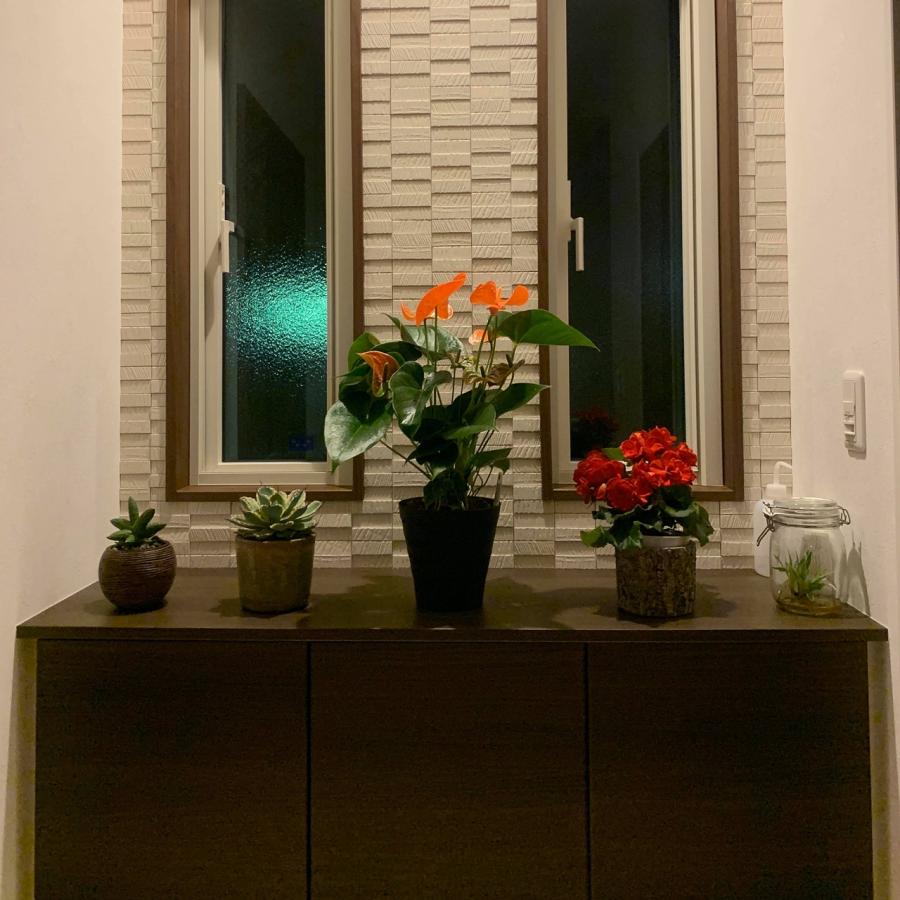 (白) 愛んすりうむ6号 高さ60cm アンスリウム アンスリューム 【異色含め同サイズ4鉢以上で送料無料】 |  | 04