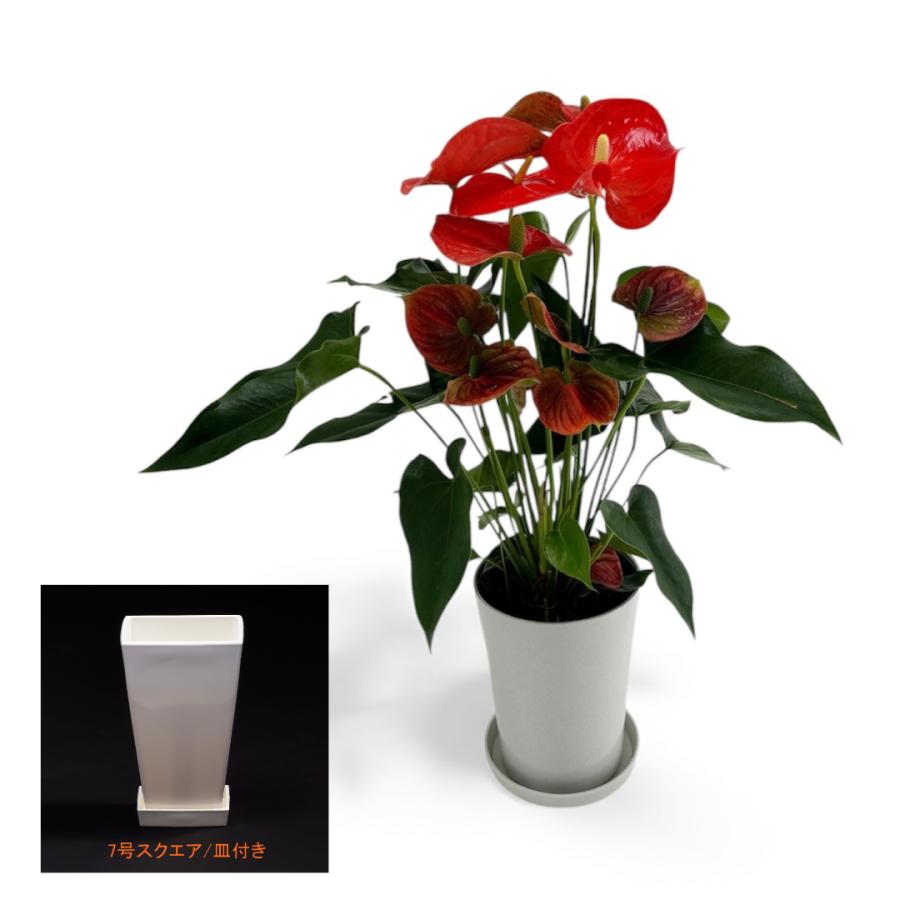 (オレンジ) 愛んすりうむ7号 スクエア 高さ65cm アンスリウム アンスリューム  【異色含め同サイズ4鉢以上で送料無料】 | 