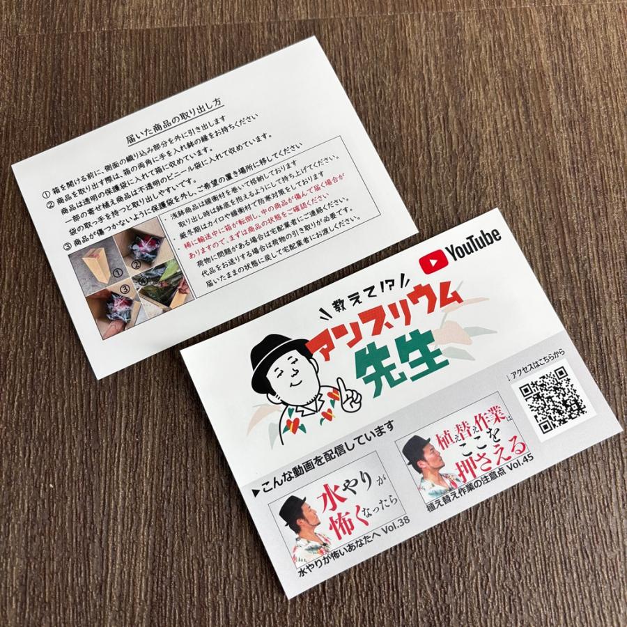 (オレンジ) 愛んすりうむ7号 スクエア 高さ65cm アンスリウム アンスリューム  【異色含め同サイズ4鉢以上で送料無料】 |  | 09