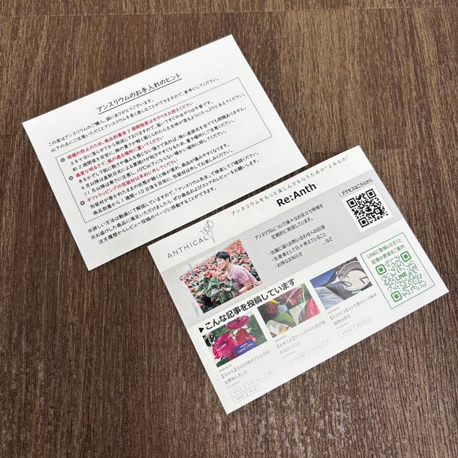 (オレンジ) 愛んすりうむ7号 スクエア 高さ65cm アンスリウム アンスリューム  【異色含め同サイズ4鉢以上で送料無料】 |  | 10