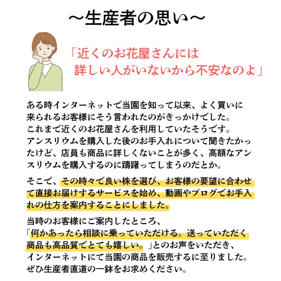 (オレンジ) 愛んすりうむ7号 スクエア 高さ65cm アンスリウム アンスリューム  【異色含め同サイズ4鉢以上で送料無料】 |  | 11