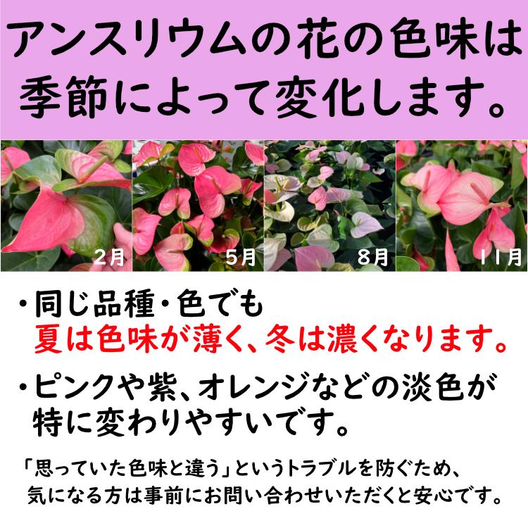 (オレンジ) 愛んすりうむ7号 スクエア 高さ65cm アンスリウム アンスリューム  【異色含め同サイズ4鉢以上で送料無料】 |  | 12