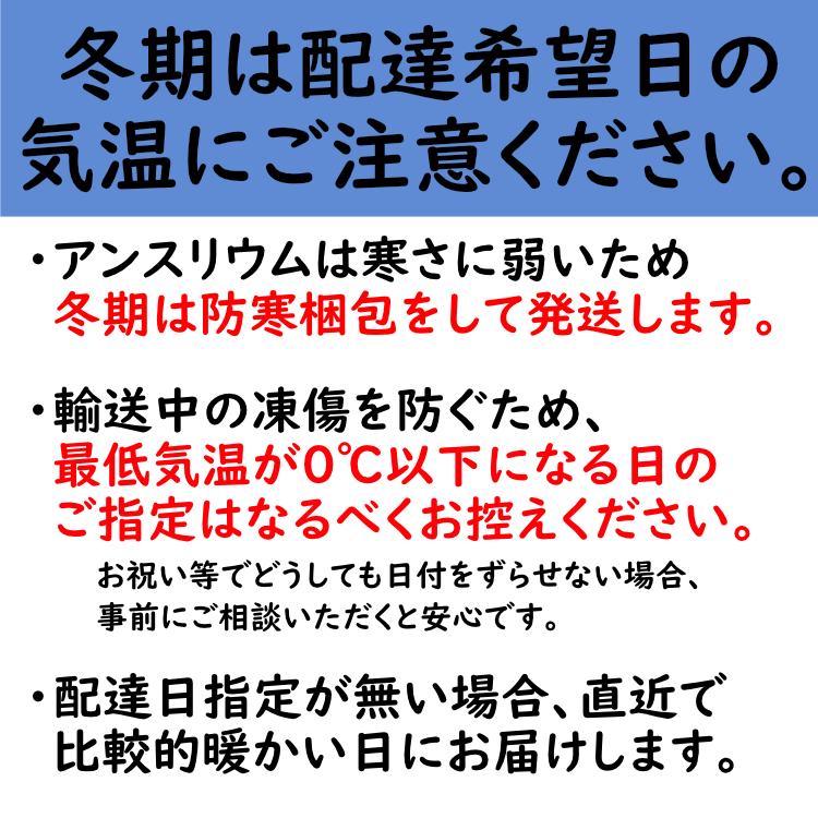 (オレンジ) 愛んすりうむ7号 スクエア 高さ65cm アンスリウム アンスリューム  【異色含め同サイズ4鉢以上で送料無料】 |  | 13