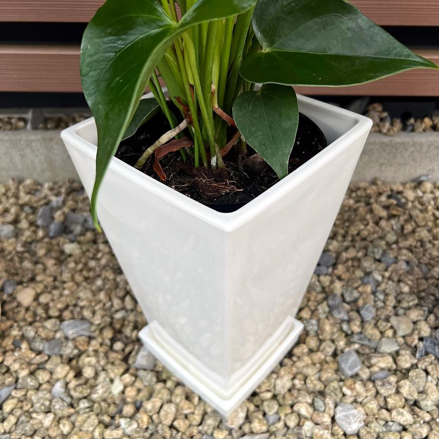 (オレンジ) 愛んすりうむ7号 スクエア 高さ65cm アンスリウム アンスリューム  【異色含め同サイズ4鉢以上で送料無料】 |  | 07