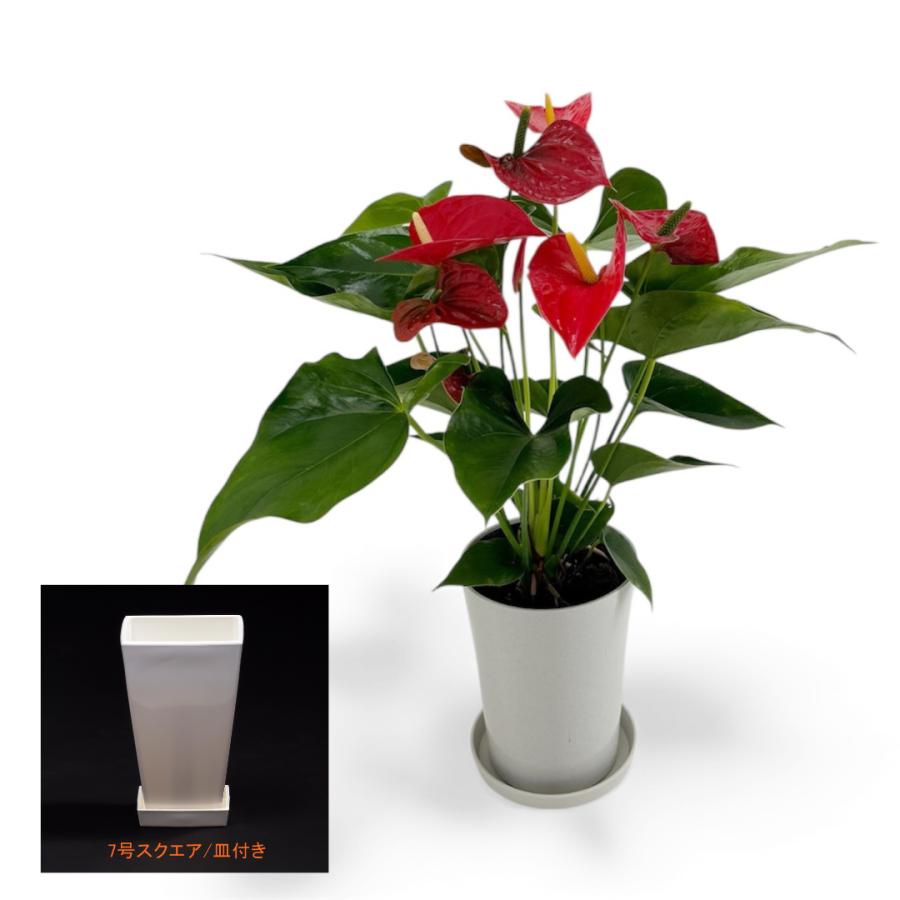 (赤) 愛んすりうむ7号 スクエア 高さ65cm アンスリウム アンスリューム  【異色含め同サイズ4鉢以上で送料無料】 | 