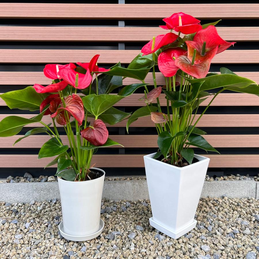 (赤) 愛んすりうむ7号 スクエア 高さ65cm アンスリウム アンスリューム  【異色含め同サイズ4鉢以上で送料無料】 |  | 04