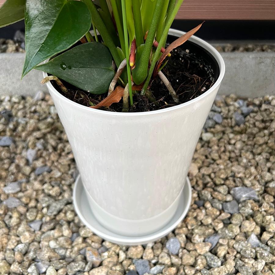 (赤) 愛んすりうむ7号 スクエア 高さ65cm アンスリウム アンスリューム  【異色含め同サイズ4鉢以上で送料無料】 |  | 05