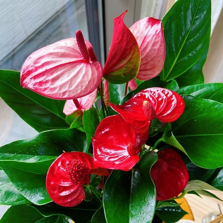 選んだ品種で仕立てる寄植え 深鉢 高さ75 100cm 7 8 10号 熟成紅うちわ アンスリウム アンスリューム お手入れハンドブック 送料無料 Anthurium Cultivars Mix 高品質アンスリウムの熟成紅うちわ 通販 Yahoo ショッピング