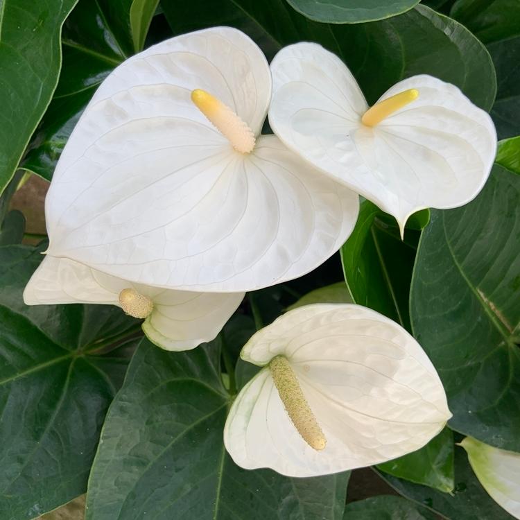 品種を選べる 白その他 高さ60cm 鉢直径16cm 6号 4鉢まで送料一律 最大6鉢まで同梱可 熟成紅うちわ アンスリウム アンスリューム お手入れハンドブック Anthurium Cultivars Single O 高品質アンスリウムの熟成紅うちわ 通販 Yahoo ショッピング