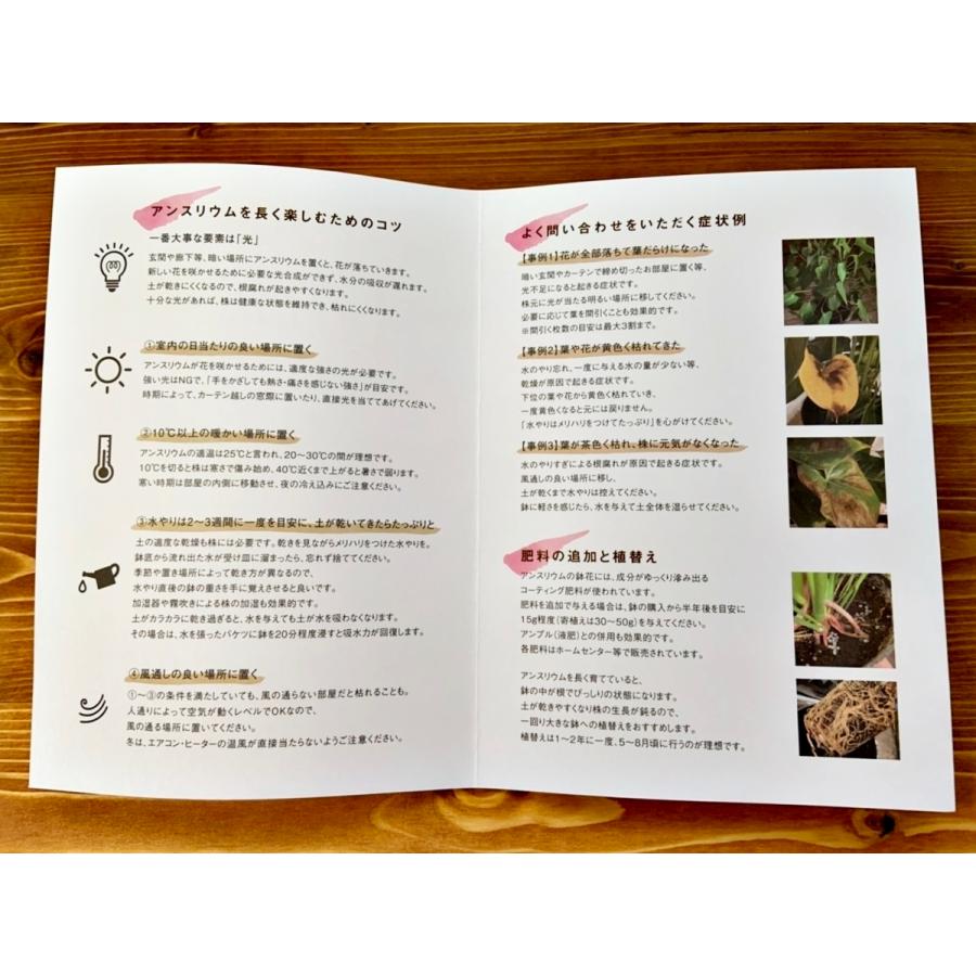 品種を選べる 白その他 高さ60cm 鉢直径16cm 6号 4鉢まで送料一律 本物保証 アンスリウム 最大6鉢まで同梱可 熟成紅うちわ アンスリューム お手入れハンドブック