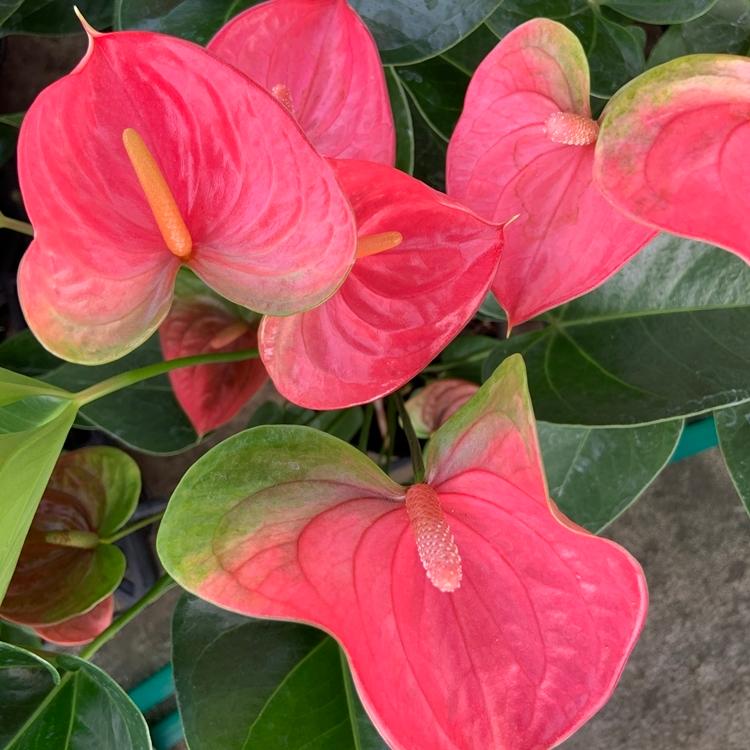 品種を選べる ピンク 高さ60cm 鉢直径16cm 6号 4鉢まで送料一律 最大6鉢まで同梱可 熟成紅うちわ アンスリウム アンスリューム お手入れハンドブック Anthurium Cultivars Single P 高品質アンスリウムの熟成紅うちわ 通販 Yahoo ショッピング