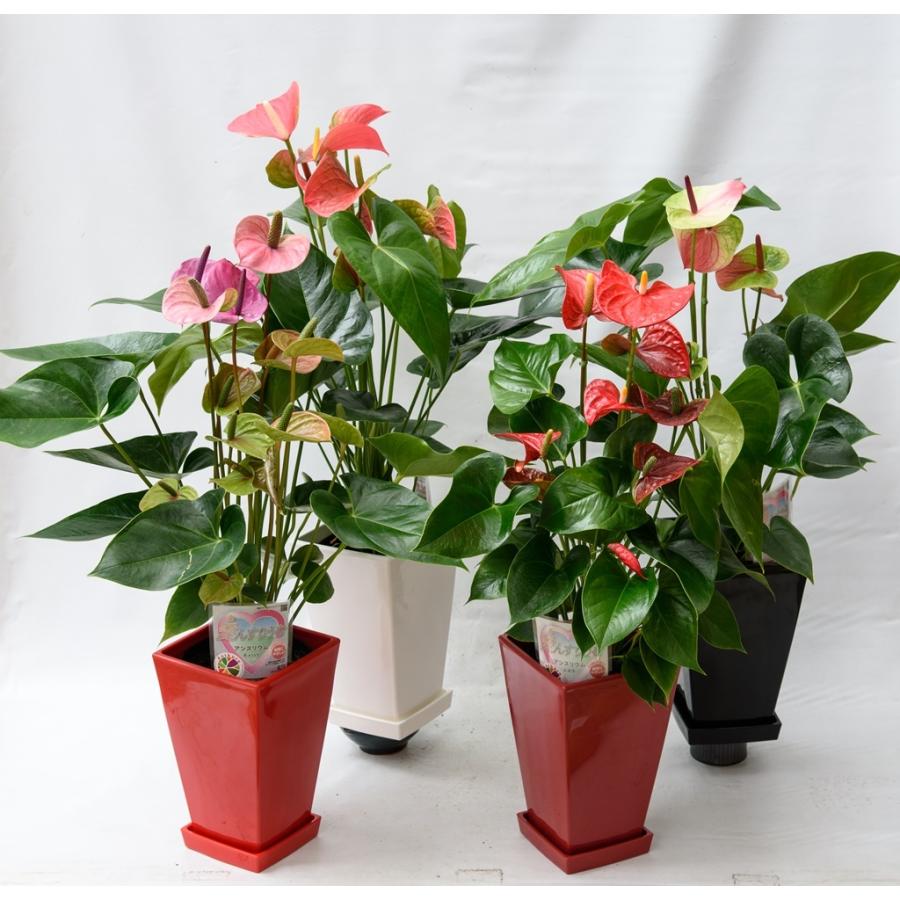品種を選べる 赤 高さ60cm 直径16cm 6号 4鉢まで送料一律 最大6鉢まで同梱可 熟成紅うちわ アンスリウム アンスリューム お手入れハンドブック Anthurium Cultivars Single R 高品質アンスリウムの熟成紅うちわ 通販 Yahoo ショッピング