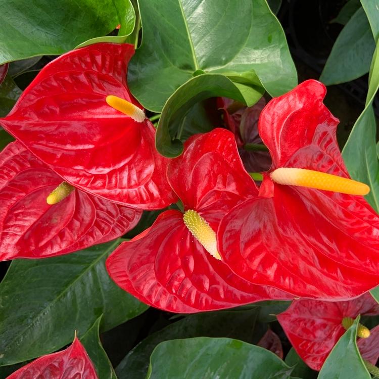 品種を選べる 赤 高さ60cm 直径16cm 6号 4鉢まで送料一律 最大6鉢まで同梱可 熟成紅うちわ アンスリウム アンスリューム お手入れハンドブック Anthurium Cultivars Single R 高品質アンスリウムの熟成紅うちわ 通販 Yahoo ショッピング