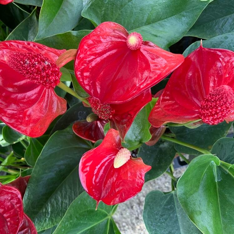 品種を選べる 赤 高さ60cm 直径16cm 6号 4鉢まで送料一律 最大6鉢まで同梱可 熟成紅うちわ アンスリウム アンスリューム お手入れハンドブック Anthurium Cultivars Single R 高品質アンスリウムの熟成紅うちわ 通販 Yahoo ショッピング