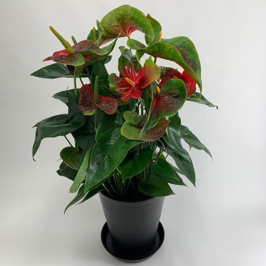 特大ローズマリーの大株仕上げ寄せ植え♪テラコッタ陶器鉢植え Lサイズ