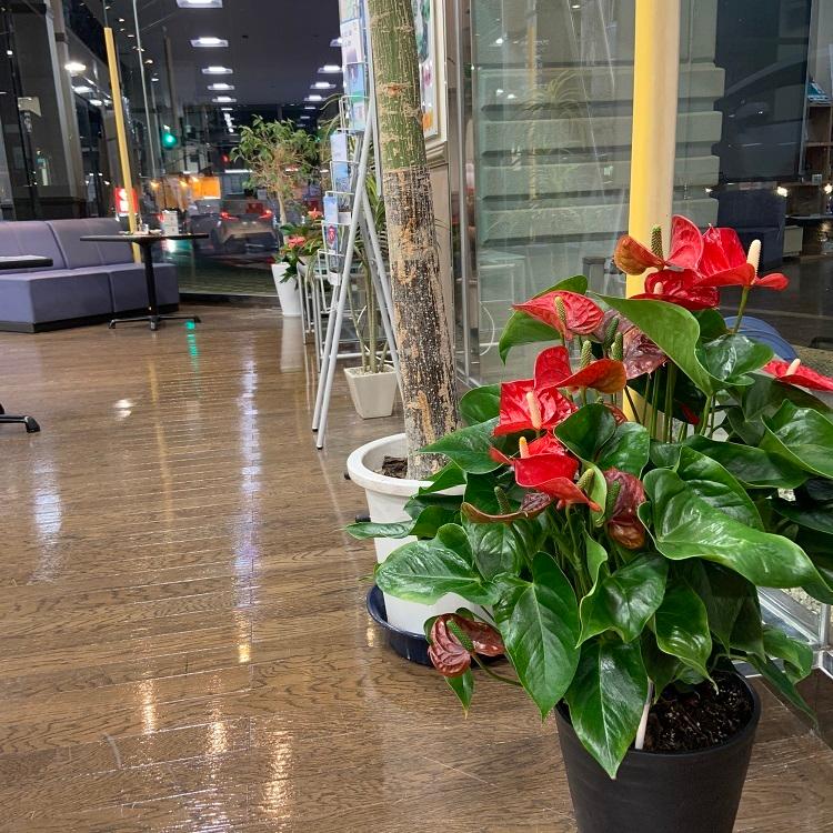 正規品送料無料 送料無料 高さ70cm 幅35cm 直径21cm深鉢