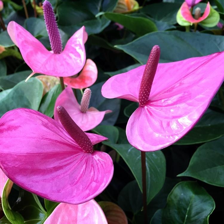 送料無料 高さ85cm 幅45cm 直径24cm深鉢 8号 2色まで選べる 熟成紅うちわ アンスリウム アンスリューム お手入れハンドブック付き Anthurium08 高品質アンスリウムの熟成紅うちわ 通販 Yahoo ショッピング