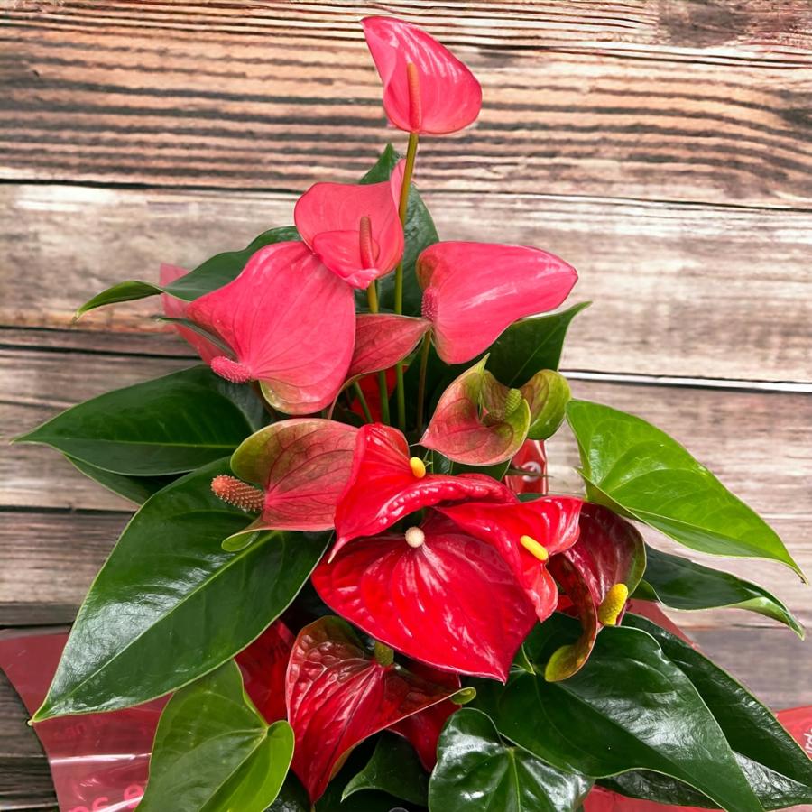 パ*ン様 アンスリウム papi RL（JV）× FS（JV） self パ*ン様 Anthurium Papi FS (JV) x Ree Garden - メルカリ