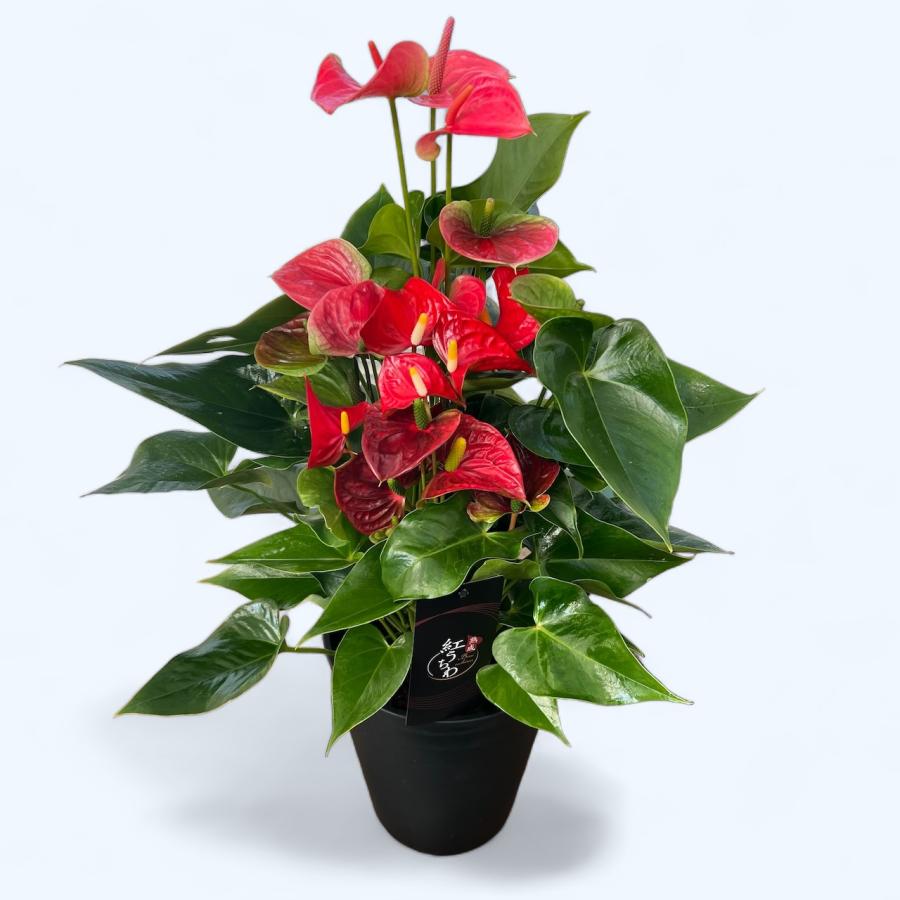 ミックス) 熟成紅うちわ7号 高さ70cm アンスリウム アンスリューム