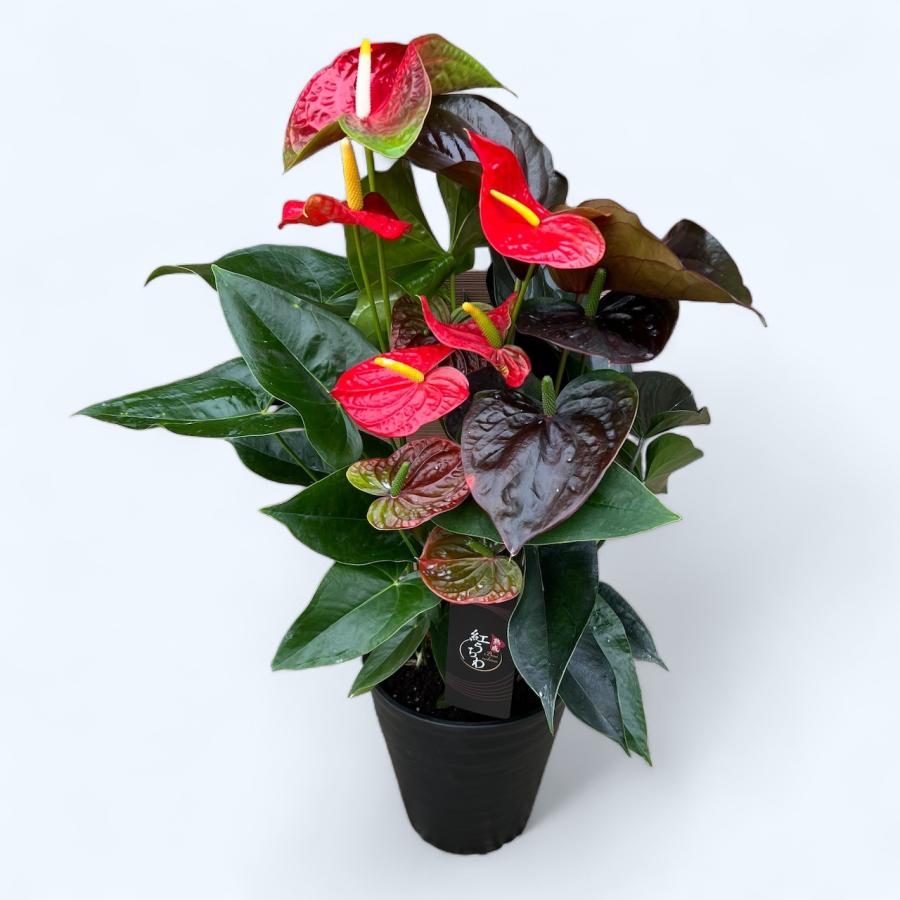 HS　アンスリウム アンスリウム エース オブ スペード(AOS) × パピリラミナム(FS