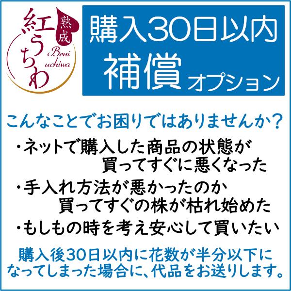 新ポケモン (白) 熟成紅うちわ8号 高さ80-90cm アンスリウム アンスリューム 【送料無料】