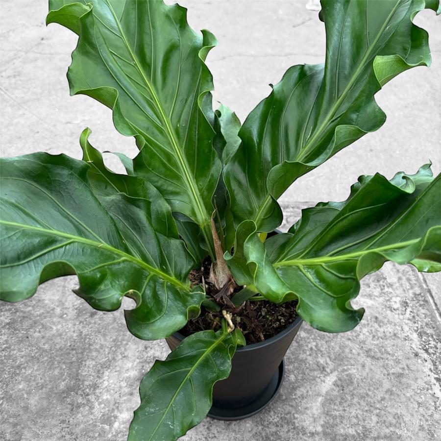 アンスリウム フーケリー 6号 45-50cm 鉢直径18cm アンスリューム 【4