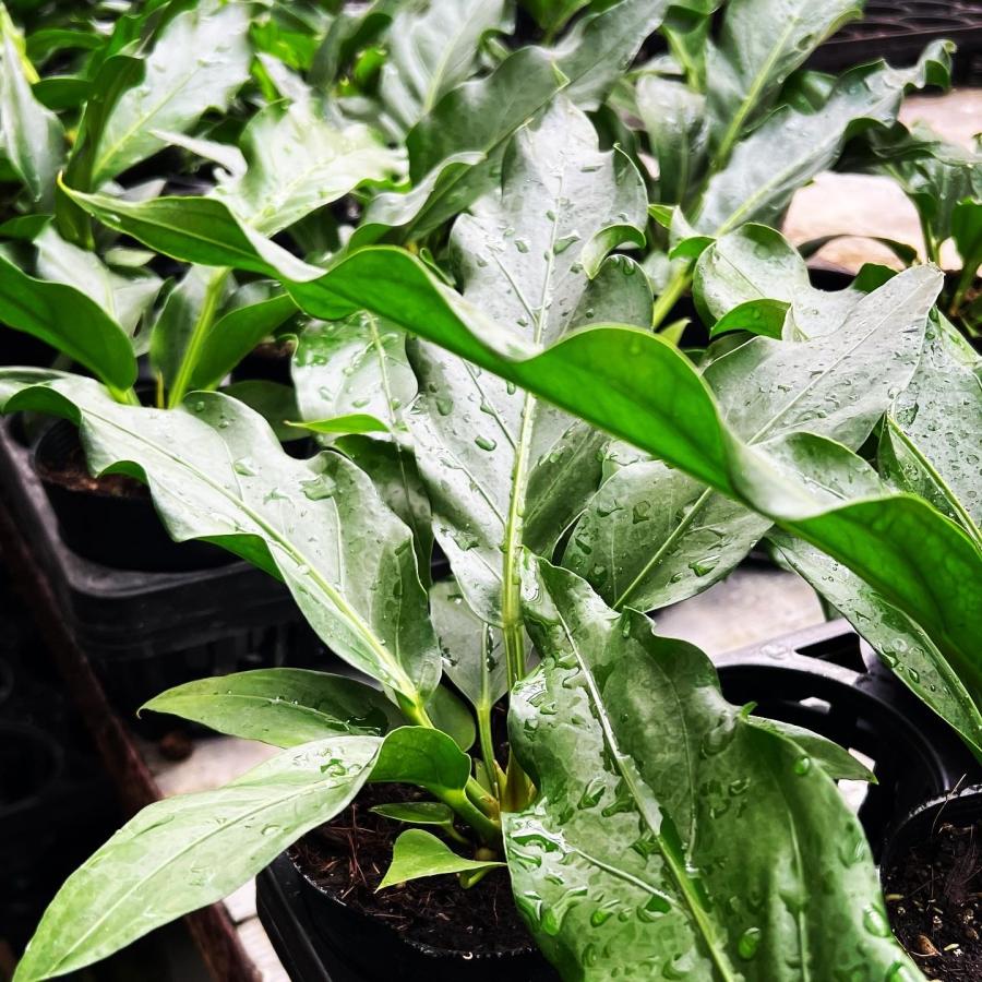 アンスリウム フーケリー 6号 45-50cm 鉢直径18cm アンスリューム 【4