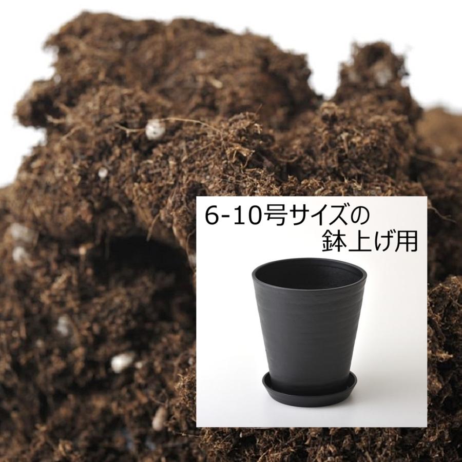 アンスリウム専用土・鉢セット 肥料入り 生産者も使う 他の観葉植物にも使える アンスリューム｜beniuchiwa