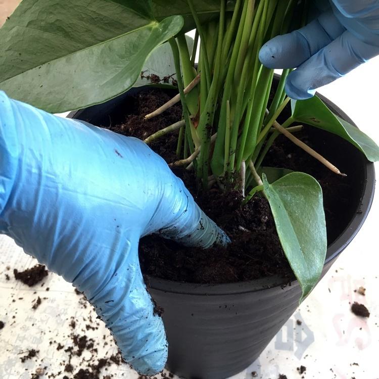 土 鉢 受け皿セット プロも使うアンスリウムの植替え土 アンスリューム 半年分の肥料を入れてお届け Media02 高品質アンスリウムの熟成紅うちわ 通販 Yahoo ショッピング