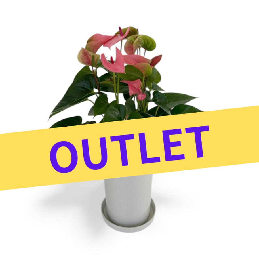 (ピンク) 愛んすりうむ アウトレット 高さ55cm アンスリウム 直径16cm アンスリューム 【異なる色含め5鉢以上で送料無料】 | 