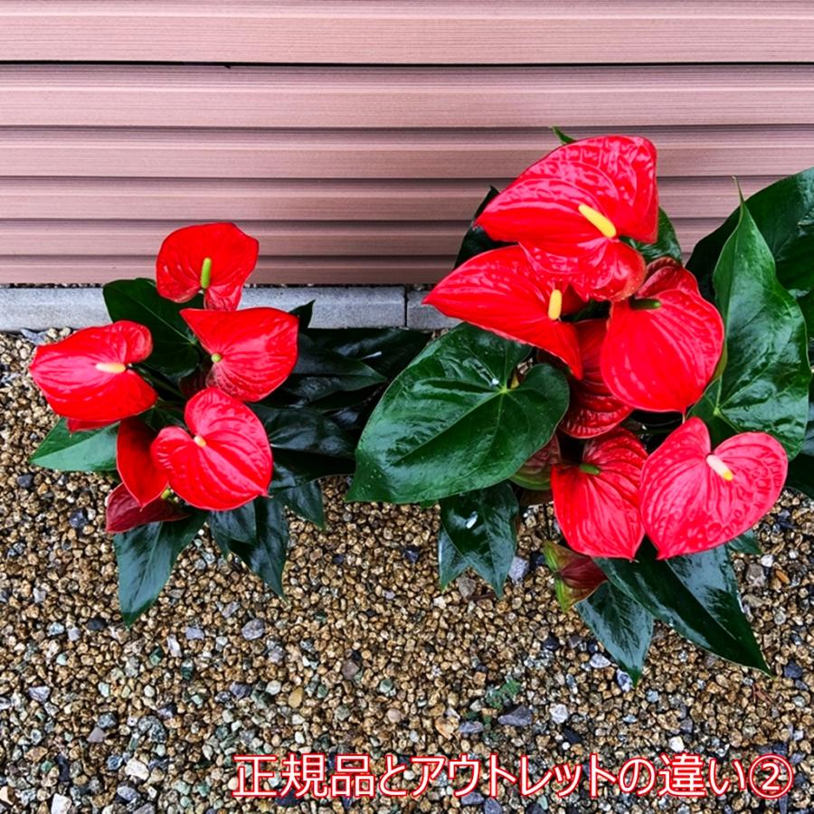 (ピンク) 愛んすりうむ アウトレット 高さ55cm アンスリウム 直径16cm アンスリューム 【異なる色含め5鉢以上で送料無料】 |  | 04