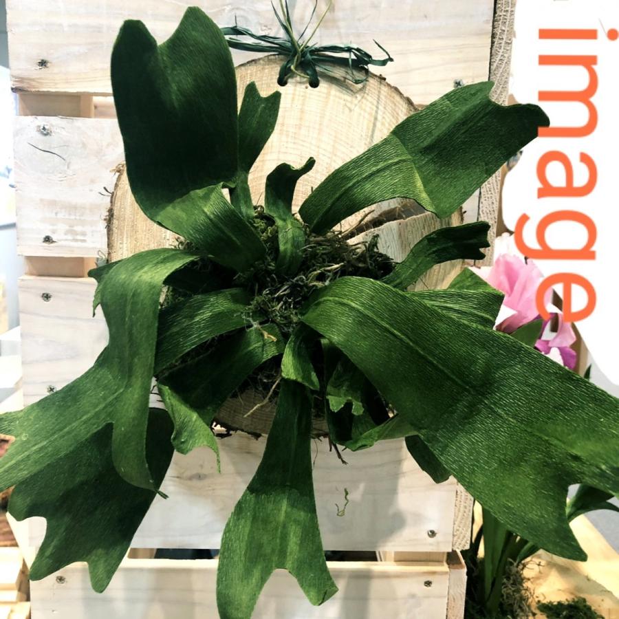 川島材木店 丸太の輪切り Mサイズ 2枚セット 約直径21x厚3cm 川島材木店 丸太の輪切り Mサイズ 2枚セット 約直径21x厚3cm