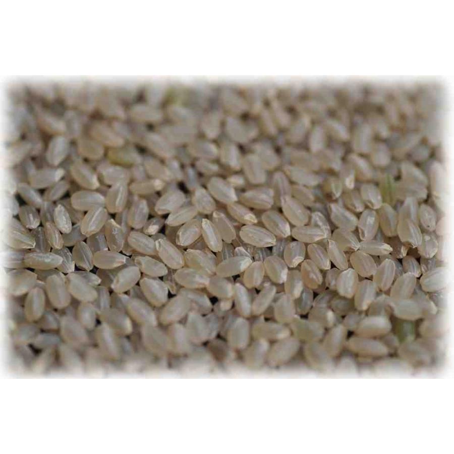 あきたこまち 令和5年 秋田県 産 玄米 5kg 1等 : 弁次郎商店