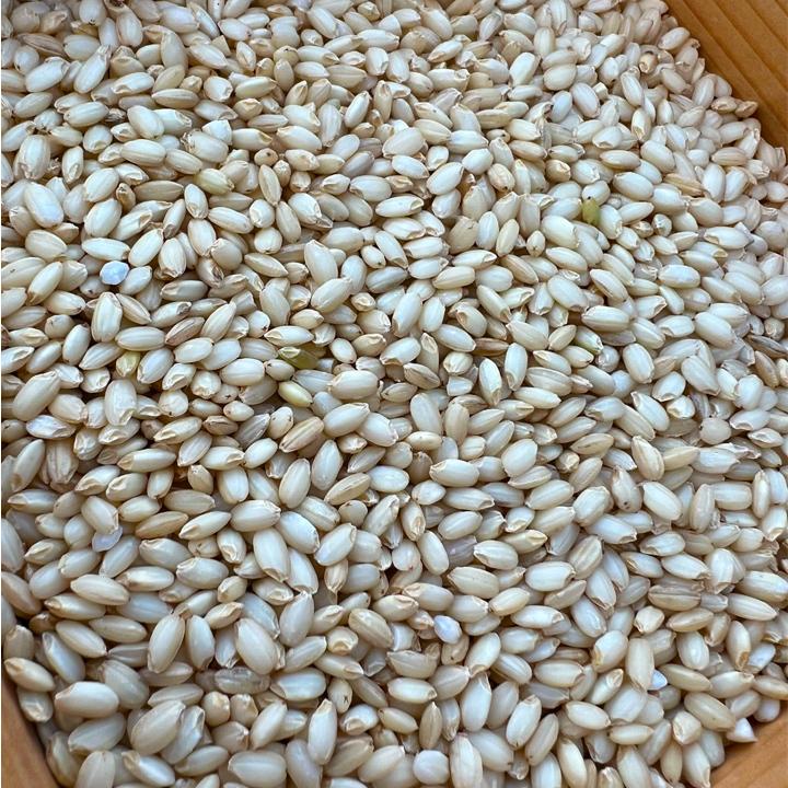 こがねもち 令和7年産 新潟県産 米 玄米 5kg 餅米 もち米 : 弁次郎商店