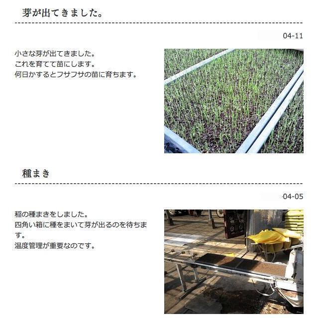 化学肥料不使用 ミルキークイーン 無洗米 Wソート 玄米10kg →精米＆無洗米加工 令和7年 埼玉県 加須産 特栽減減 ミルキークイーン_5