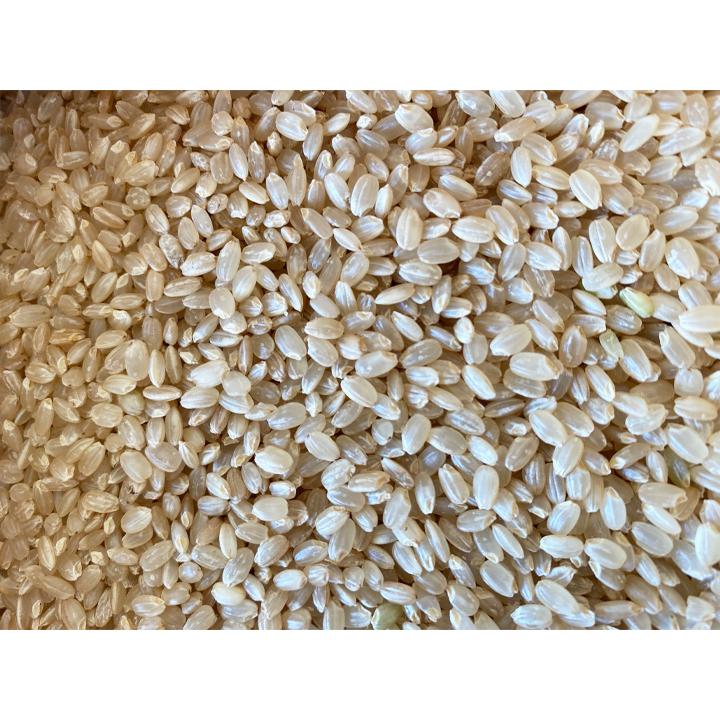 令和7年産 コシヒカリ 玄米20kg コシヒカリ 令和7年産 残留農薬ゼロ 玄米20kg (10kg×2) 北川辺 大利根