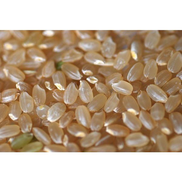 コシヒカリ 令和7年 農薬少なめ 小江戸 玄米 30kg 埼玉県産 : 弁次郎 