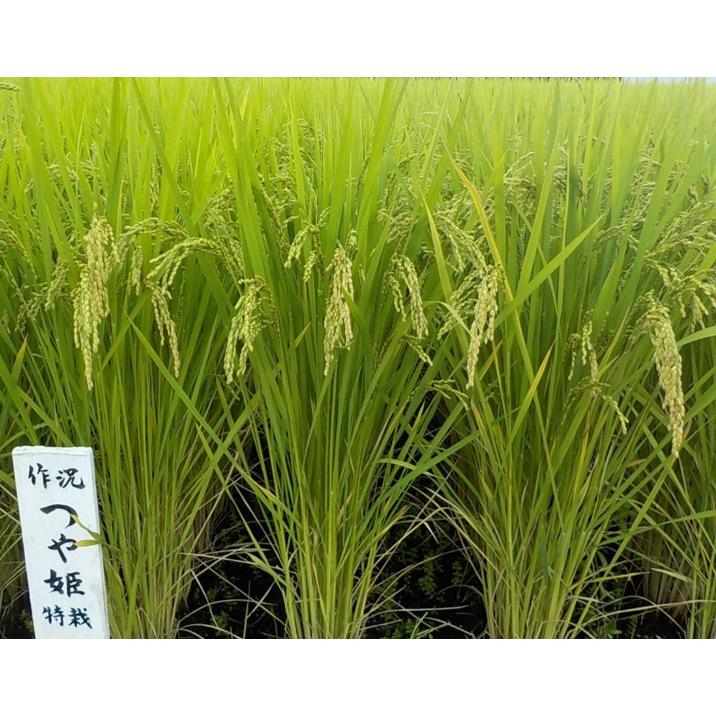 つや姫 山形県産 置賜産 玄米 30kg 令和6年産 1等 特栽減減 つや姫 山形県産 置賜産 玄米 30kg 令和6年産 1等 特栽減減