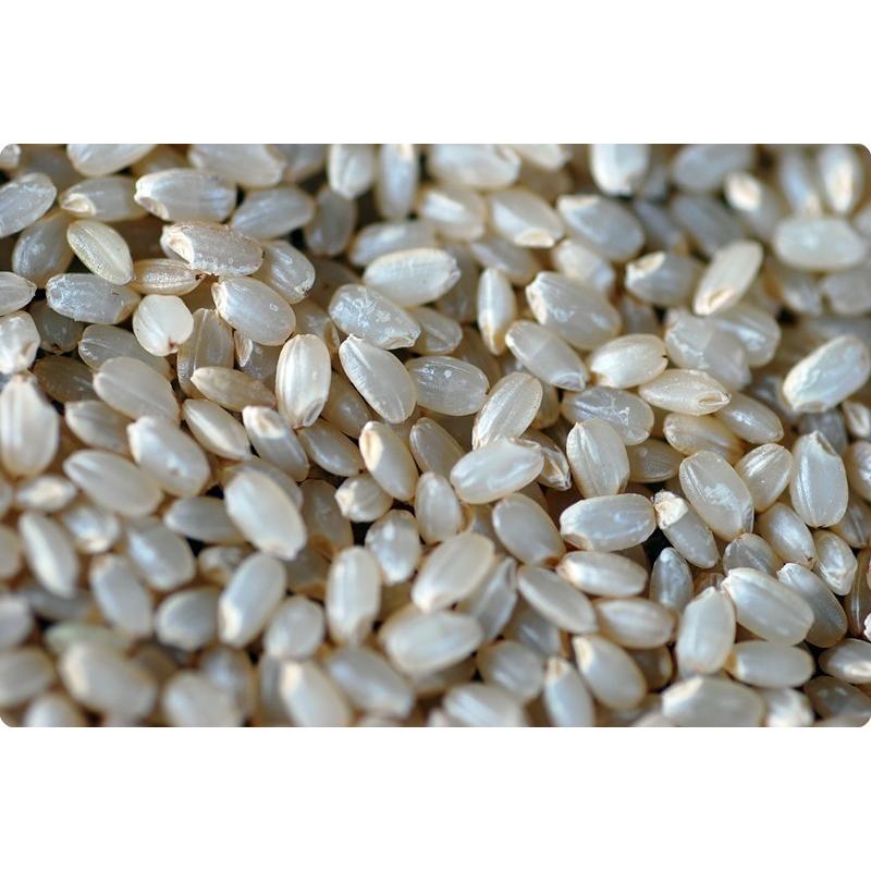 コシヒカリ 令和7年産 山形県東置賜産 玄米 30kg 1等 残留農薬ゼロ
