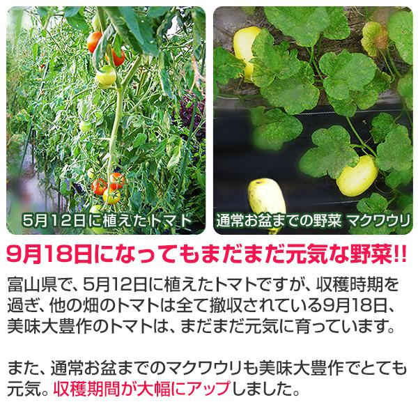 植物活力剤 美味大豊作GT-S 20リットル 肥料 野菜 園芸 果樹 土壌改良