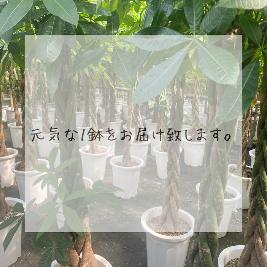 フィカス バーガンディ S字 曲がり木 インテリア性抜群 フィカス バーガンディ 曲がり 仕立て 7号 S字 黒ゴム ゴムの木