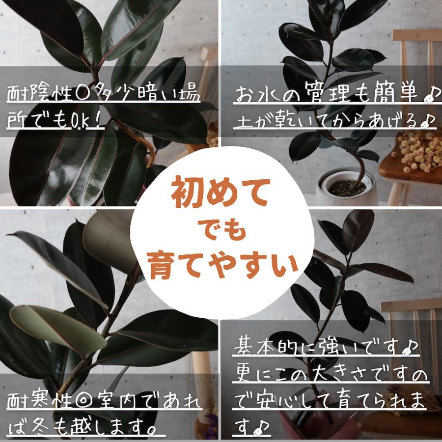 【現品】フィカス・バーガンディ/ブラックフィカス/黒ゴム　曲がり7号　白鉢（1） フィカス バーガンディ 曲がり 仕立て 7号 S字 黒ゴム ゴムの木