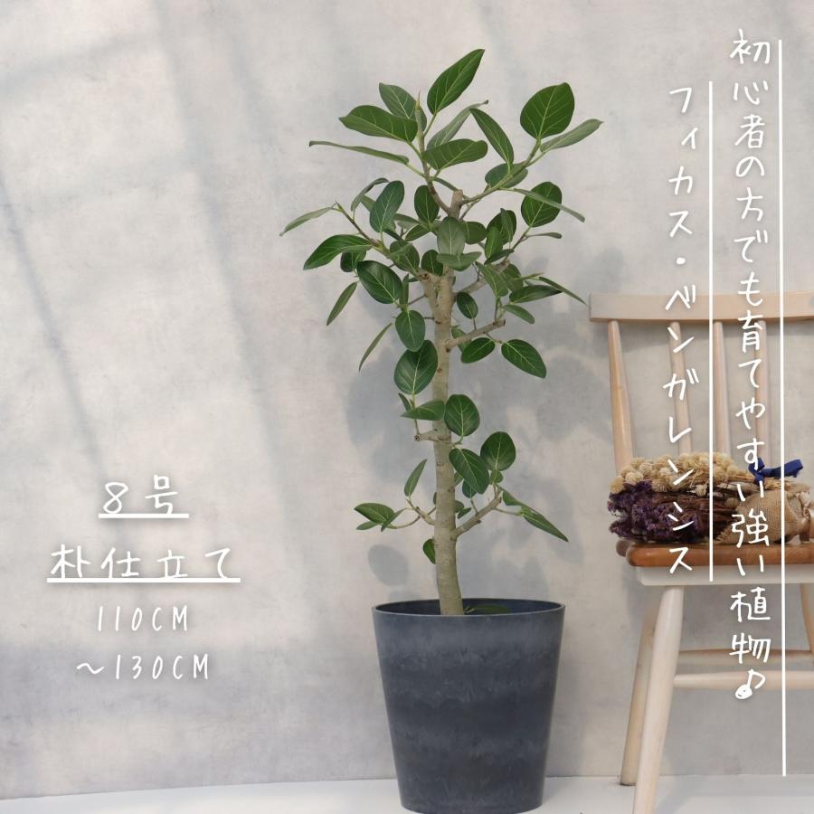 【最高級樹形】特大　フィカス　ベンガレンシス　S字仕立て　10号陶器鉢　植え込み 最高級樹形】特大 フィカス ベンガレンシス S字仕立て 10号陶器鉢