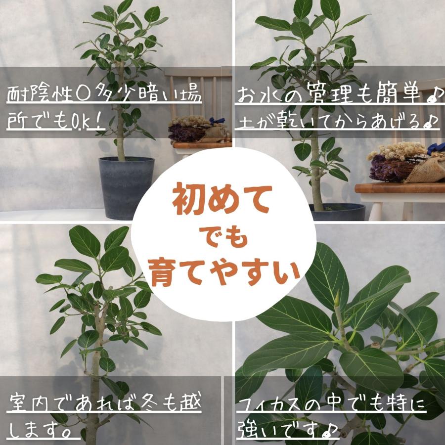フィカス ベンガレンシス 朴 仕立て ゴムの木 お祝い ギフト 開店祝い