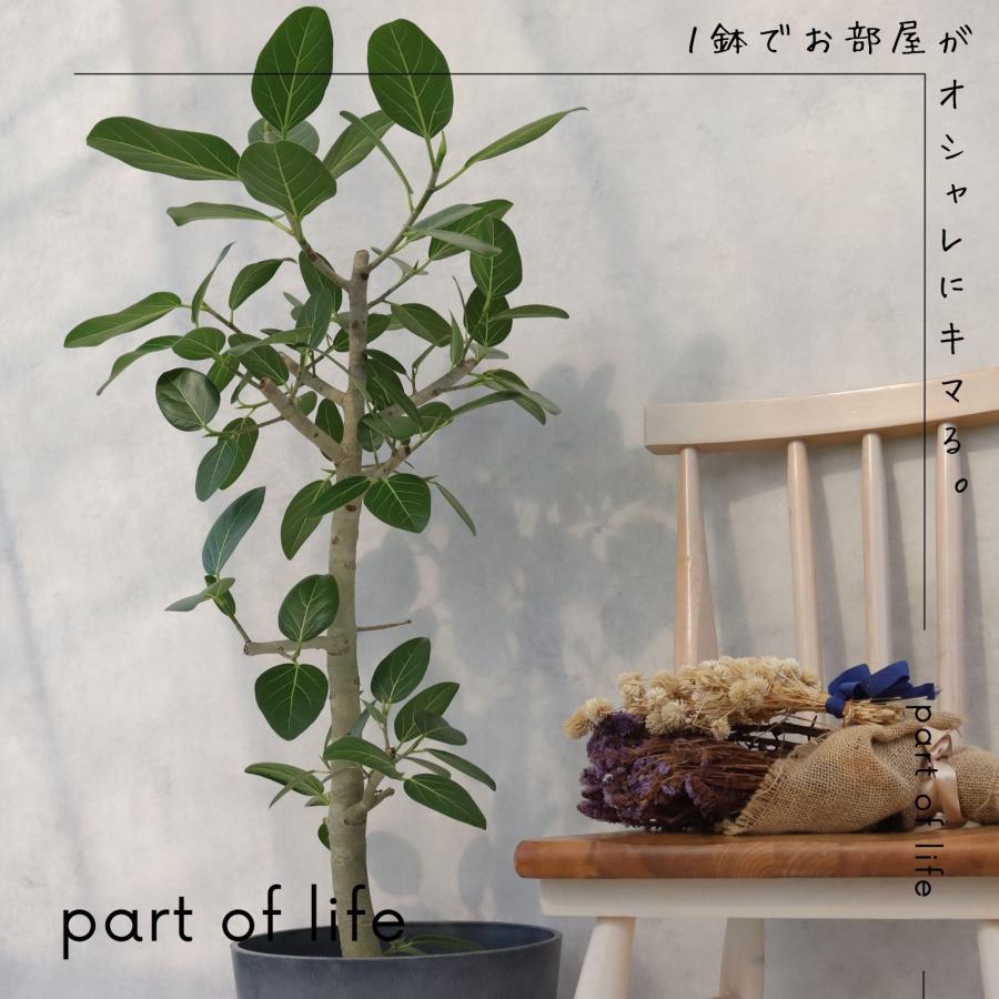 フィカス ベンガレンシス 朴 仕立て ゴムの木 お祝い ギフト 開店祝い