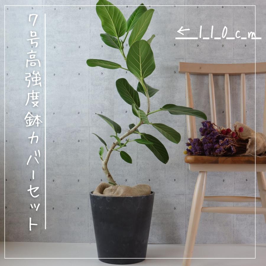 フィカス ベンガレンシス 曲がり 120cm 8号鉢 - 家具 フィカス ベンガレンシス 曲がり 120cm 8号鉢 - 家具